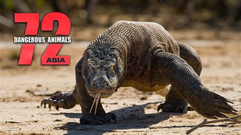72 Dangerous Animals Asia Apple Tv