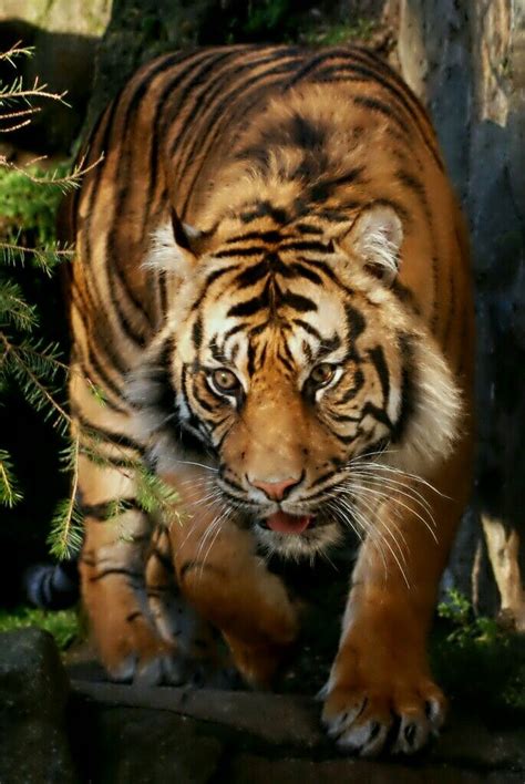 Pin By Patrick Palmer On Add Big Cats To Study Sumatran Tiger