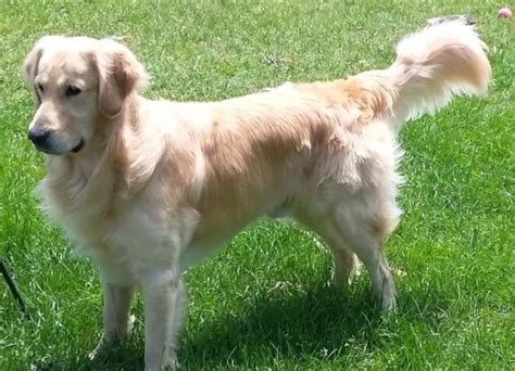 Our responsibility is to promote the temperament, appearance, soundness, natural retrieving and hunting abilities of the golden retriever. Integrity Golden Retrievers, Golden Retriever Breeder in ...