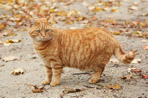 All About Ginger Cats Cat World