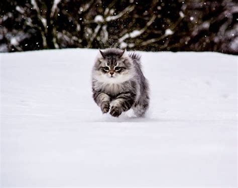 39 Hq Pictures Siberian Cat Rescue Seattle Snowgum Siberians
