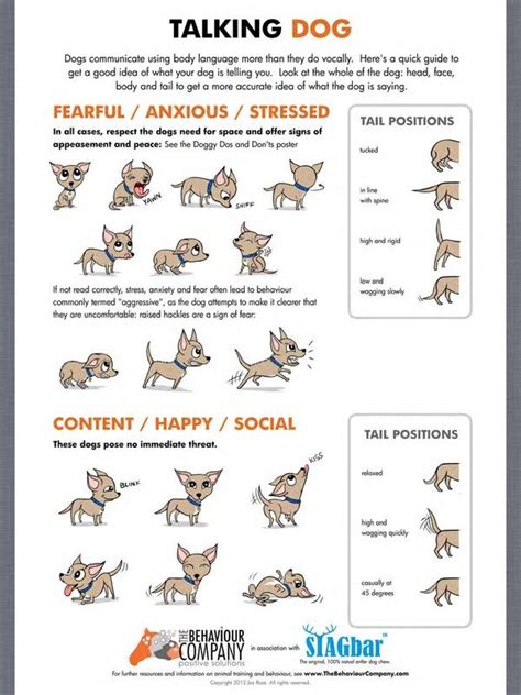 24 Best Images About Dog Training On Pinterest Blog Youtube And Flyers