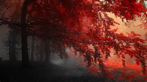 1366x768 Red Forest Trees Path 1366x768 Resolution Hd 4k Wallpapers