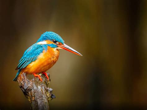 Common Kingfisher Orange Blue Bird River Bentota In Sri Lanka Hd