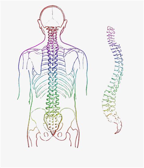 脊椎 組圖影片 的最新詳盡資料 必看