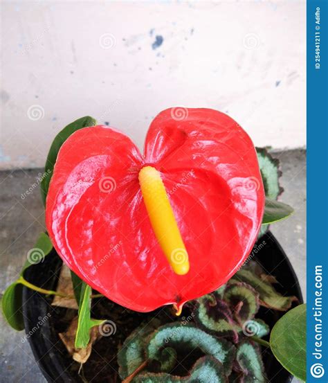 Beautiful And Unique Red Flowers Stock Image Image Of Organ Flower