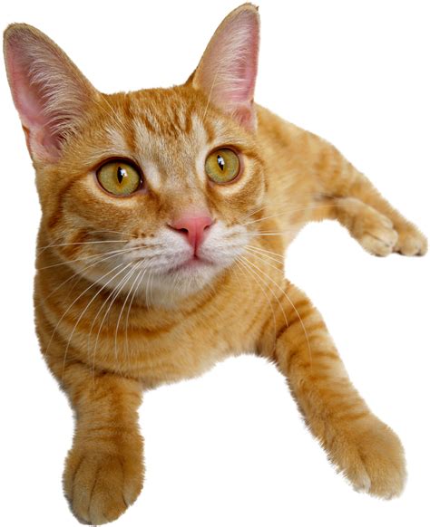 Orange Cat Png Png Image Collection
