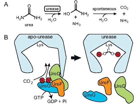 Figure 1 From Urea Metabolism In Plants Semantic Scholar