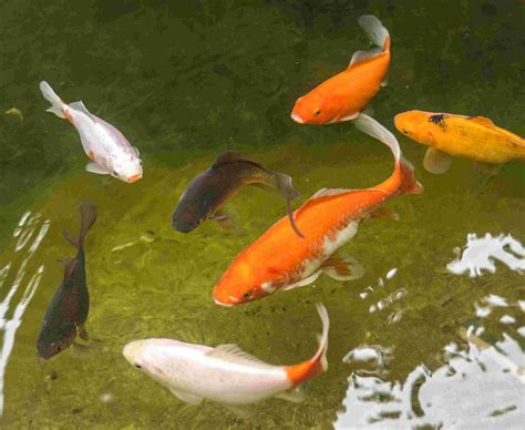 Pond Goldfish For Sale In Uk 57 Used Pond Goldfishs