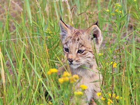 This Baby Lynx Will Capture Your Heart Our Canada