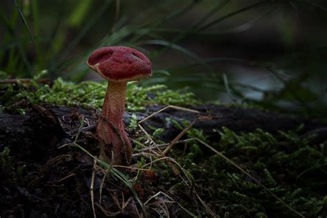 Red Fungus 052618 082520 Glenn Anderson Flickr