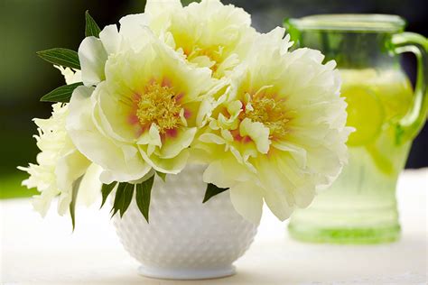 How To Care For Peonies And Arrange Them In A Vase Petal Talk