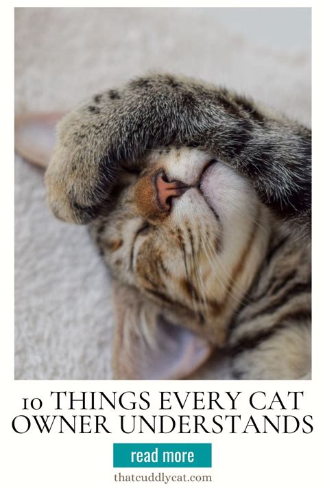 10 Absurd Things Cat Owners Know About Their Cat That Cuddly Cat