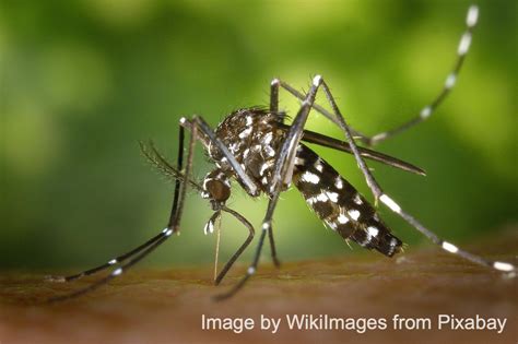 Chikungunya A Personal Horror Story The Yum List