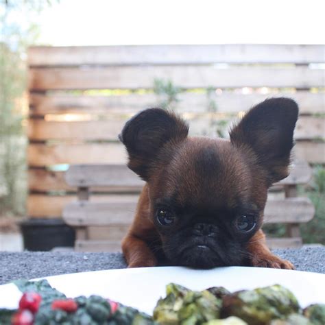 Meet Gizmo The Grumpy Dog Who Looks Like Hes Always Judging You