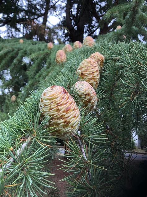 My Favorite Cedar Trees Of The Pnw Have Really Neat Pine Cones R