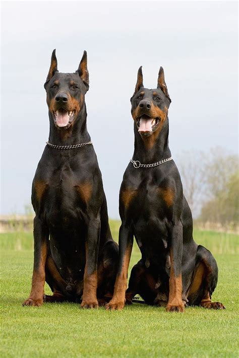 Two Dobermans Doberman Pinscher Dog Doberman Puppy Doberman Dogs