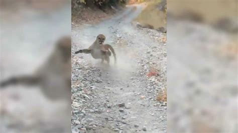 Viral Video Shows Utah Hiker Stalked By Cougar For Terrifying Minutes