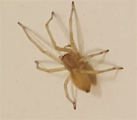 Cheiracanthium Mildei Long Legged Sac Spider In Orono Maine United