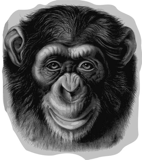 Chimpanzee Head Icons Png Free Png And Icons Downloads