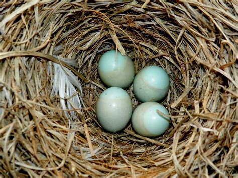 Baby Blue Bird Eggs Smithsonian Photo Contest Smithsonian Magazine
