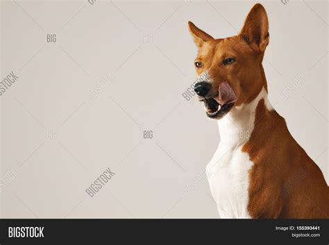 Basenji Dog Licking Image And Photo Free Trial Bigstock