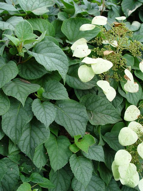 Fertilize the plants every two years with fertilizers. Garden Housecalls - Japanese hydrangea vine 'Moonlight'