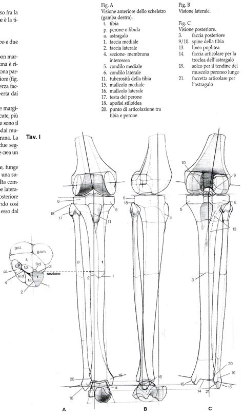 Pin By Timur Mutsaev On Human Anatomy Anatomy Bones Anatomy Sketches