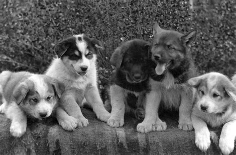 Filesled Dog Puppies Ca 1912 Wikimedia Commons