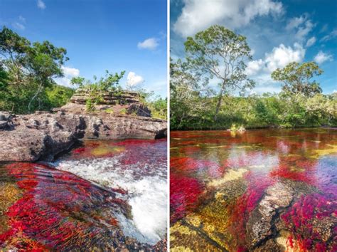 Le Caño Cristales La Rivière Aux Cinq Couleurs En Colombie Globe