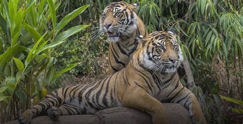 Sumatran Tiger San Diego Zoo Wildlife Alliance