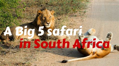 A Big 5 Safari In Kruger National Park Youtube