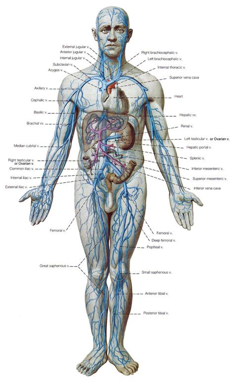The primary job of muscle is to move the bones of the skeleton, but muscles also enable the heart to beat and constitute the walls of other important hollow organs. Veins human body with names | Cardiovasculaire, Anatomie ...