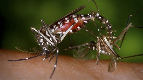 What To Know About Aedes Albopictus The Other Mosquito That Carries