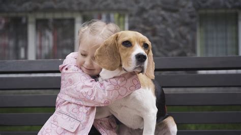 Joyful Child Embracing Beloved Pet Outdoors Stock Footage Sbv 338526309