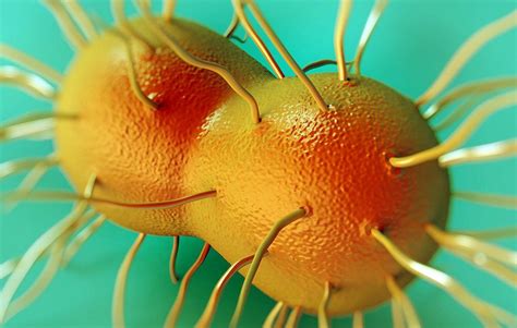 Super Gonorrhoeae And Chlamydia Mutate Causing More Harm Icon News