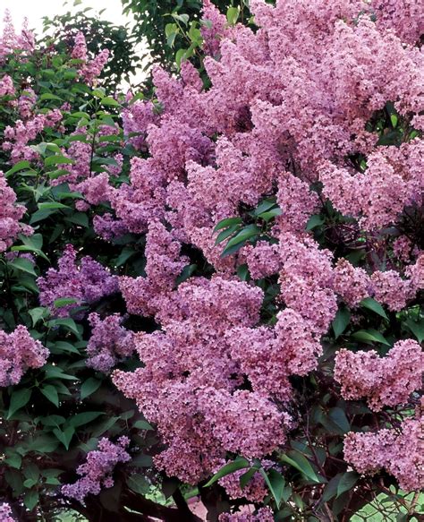 Miss Canada Lilac Has Large Clusters Of Tubular Deep Pink Flowers In