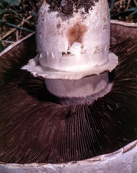California Fungi Agaricus Bernardii