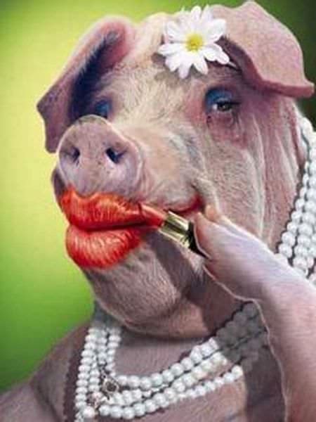 Ready For Marriage Piggy In 2023 Funny Pig Pictures Funny Pigs