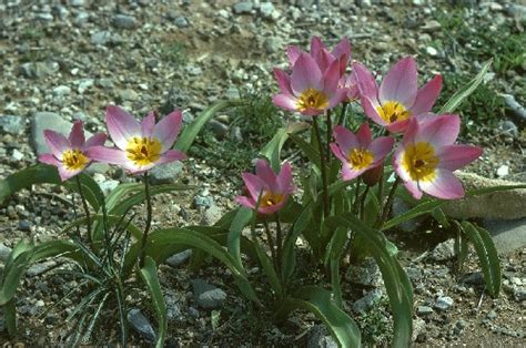 A Guide To Planting Bulbs Beginners Guide Alpine Garden Society