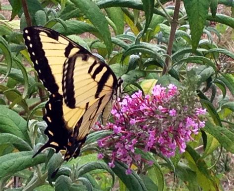I Got One Shot Of This Stunning Tiger Swallowtail On Our Butterfly Bush