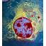 Coloured TEM Of Active Human Plasma Cell  Stock Image P248/0147