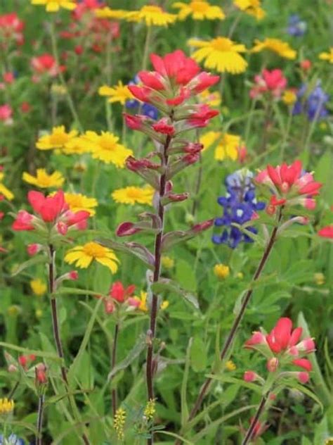 Tennessee Native Plants List 12 Gorgeous Garden Flowers