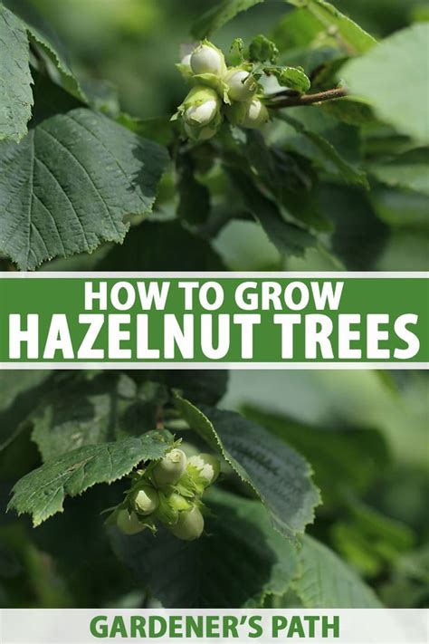 Hazelnuts Are Easy To Grow Compact Trees That Begin Producing Buttery