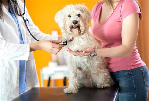 Importance Of Vaccinations Korumburra And Koo Wee Rup Veterinary Clinics