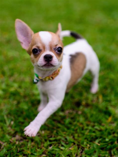 Teacup Chihuahua Training Temperament And More