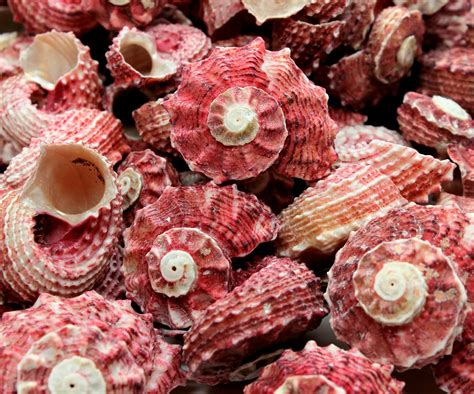 1 Red Delphinula Shell Craft Shells Beach Decor