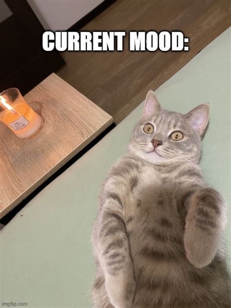 Lying Cat Current Mood Imgflip