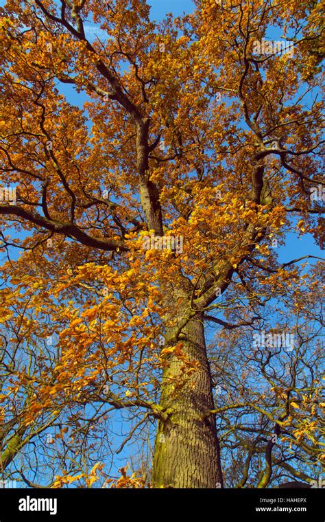 Oak Quercus Robur In Autumn Stock Photo Alamy