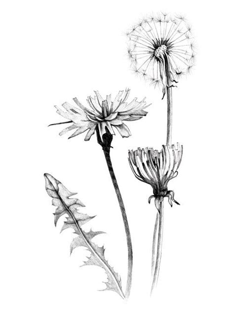 Black And White Dandelion Drawing At Explore